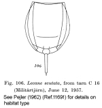 Lecane lunaris