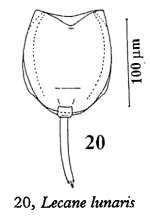 Lecane lunaris