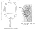 Lecane lunaris