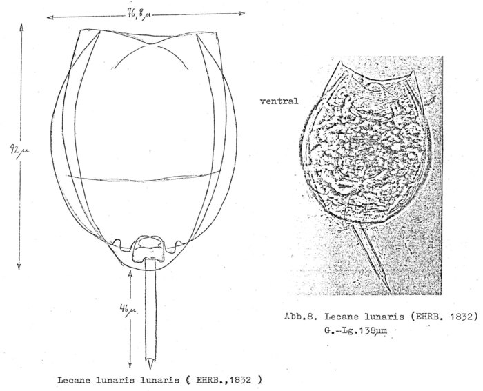 Lecane lunaris