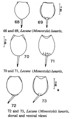 Lecane lunaris
