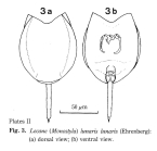 Lecane lunaris