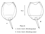 Lecane lunaris