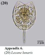 Lecane lunaris