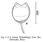 Lecane lunaris