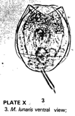 Lecane lunaris