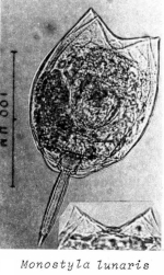 Lecane lunaris