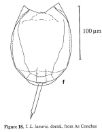 Lecane lunaris
