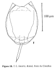 Lecane lunaris