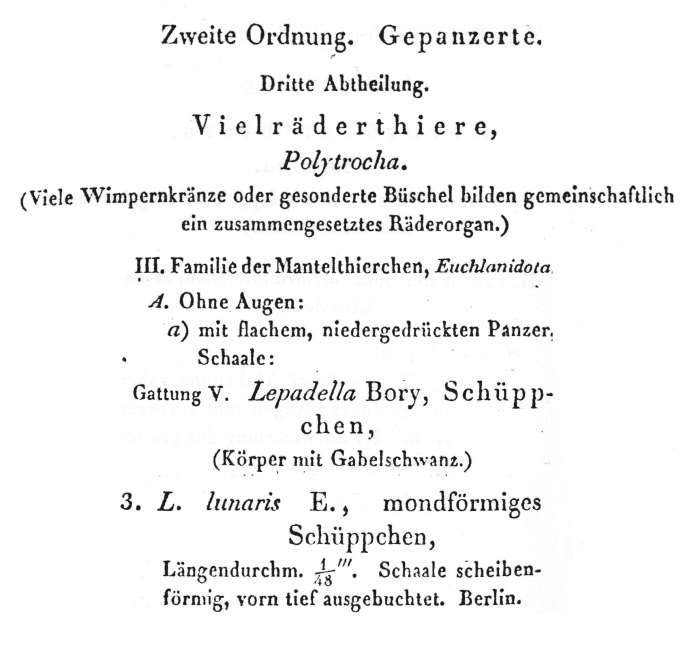 Lecane lunaris - Original description image