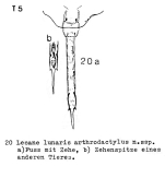 Lecane lunaris arthrodactyla - Original description image
