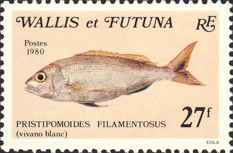 Pristipomoides filamentosus Pristipomoides filamentosus