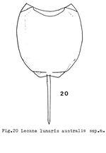 Lecane lunaris australis - Original description image