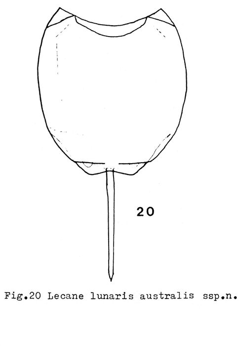 Lecane lunaris australis - Original description image