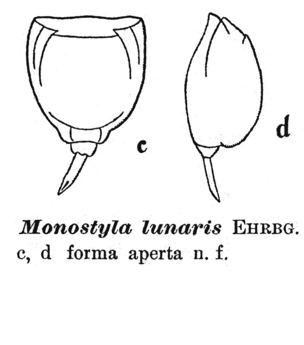 Lecane lunaris f. aperta - Original description image