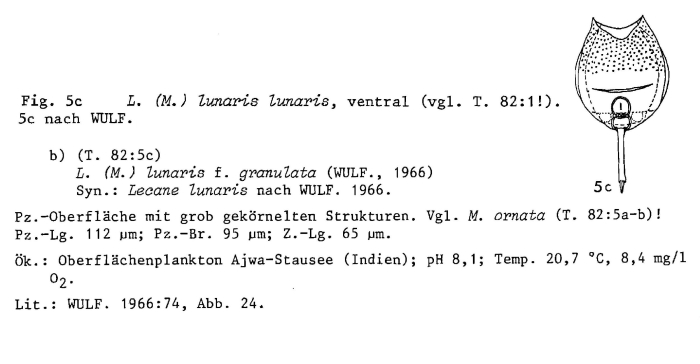 Lecane lunaris f. granulata - Original description image