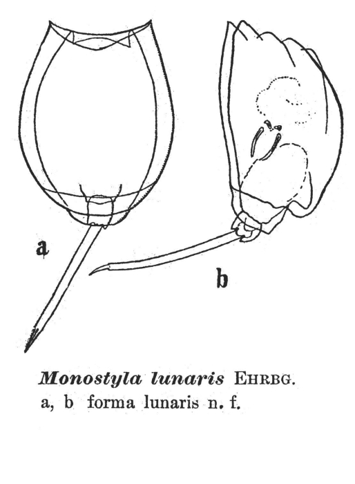 Lecane lunaris f. lunaris - Original description image