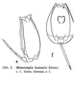 Lecane lunaris f. obserata - Original description image