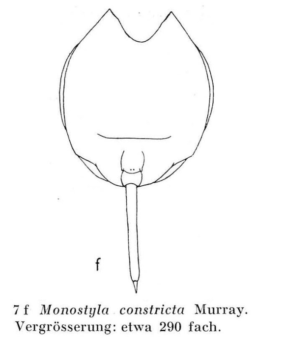 Lecane lunaris var. constricta Lecane lunaris var. constricta