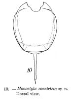 Lecane lunaris var. constricta - Original description image