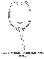 Lecane lunaris virga