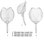 Lecane lunaris virga - Original description image