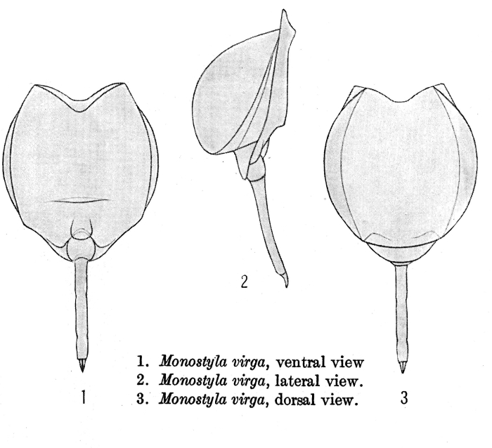 Lecane lunaris virga - Original description image