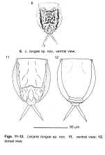 Lecane lungae - Original description image