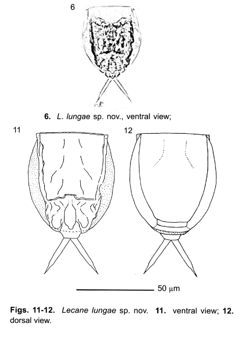 Lecane lungae - Original description image