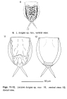 Lecane lungae