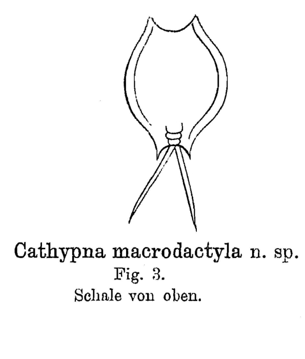 Lecane macrodactyla - Original description image