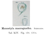 Lecane macrognatha - Original description image