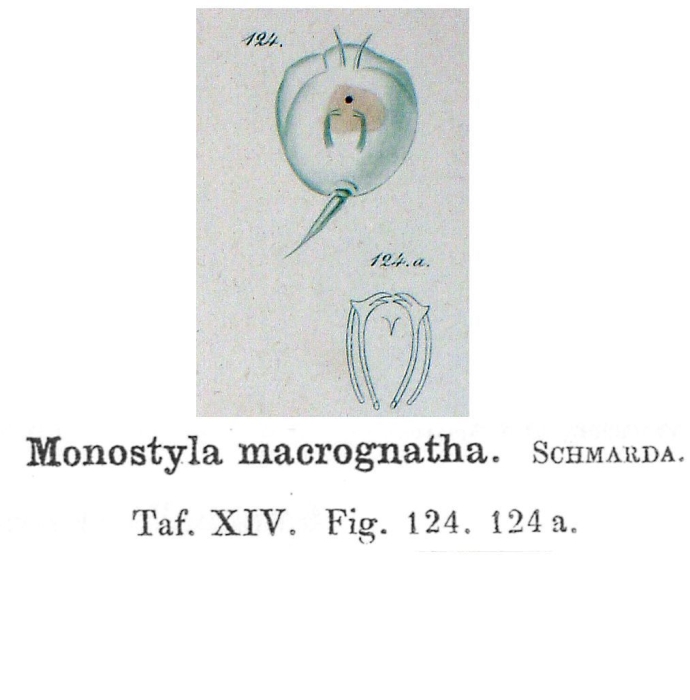 Lecane macrognatha - Original description image