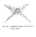 Lecane magna