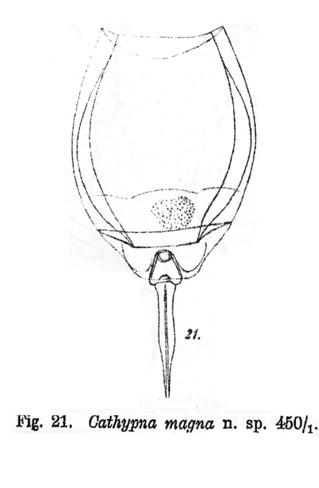 Lecane magna - Original description image