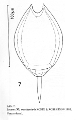 Lecane marchantaria