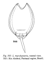 Lecane marchantaria