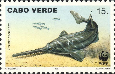 Pristis pectinata Pristis pectinata