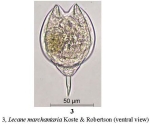 Lecane marchantaria