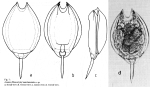 Lecane marchantaria