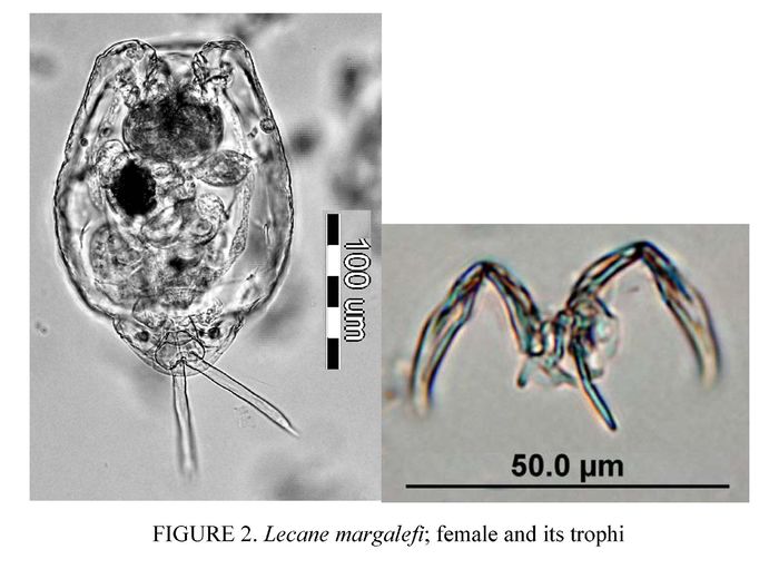 Lecane margalefi Lecane margalefi