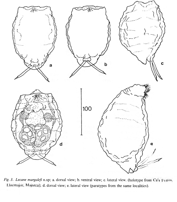 Lecane margalefi - Original description image