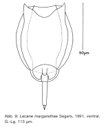Lecane margarethae