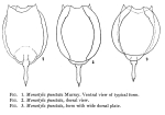 Lecane margarethae