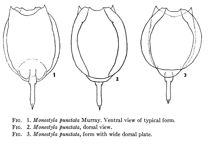 Lecane margarethae Lecane margarethae