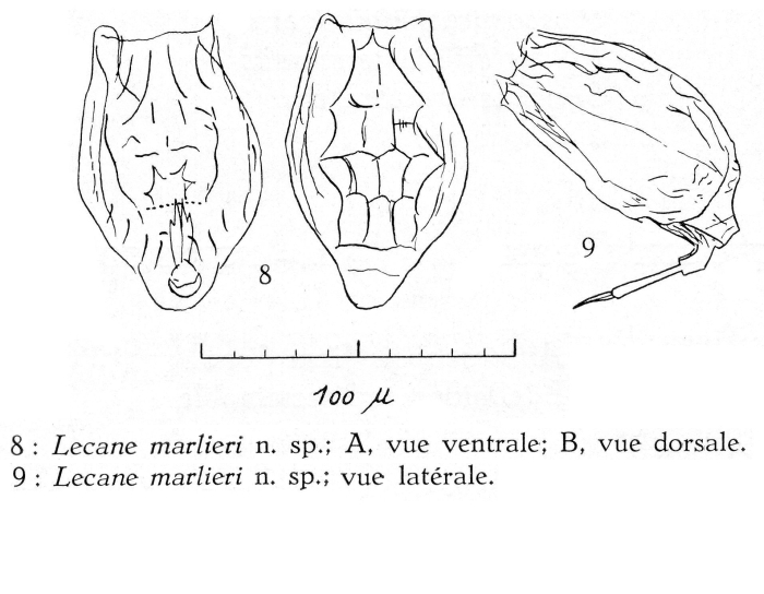 Lecane marlieri - Original description image