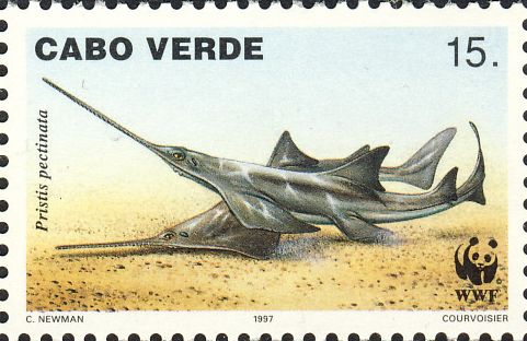 Pristis pectinata Pristis pectinata