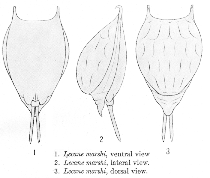 Lecane marshi - Original description image