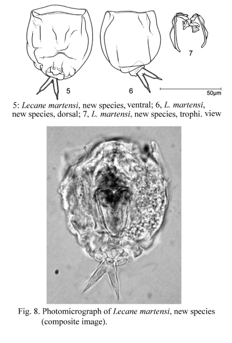 Lecane martensi - Original description image