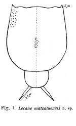 Lecane matsaluensis - Original description image